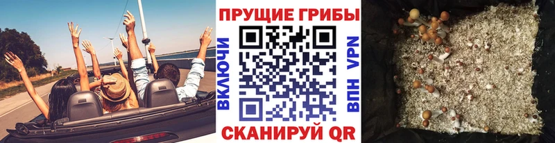 Псилоцибиновые грибы Cubensis  купить  сайты  Салаир 